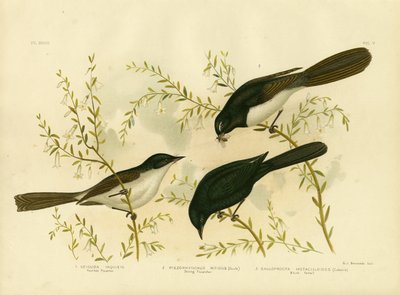 Unruhiger Fliegenschnäpper, 1891 von Gracius Broinowski